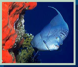 [photo of moon angelfish (18Kb)]