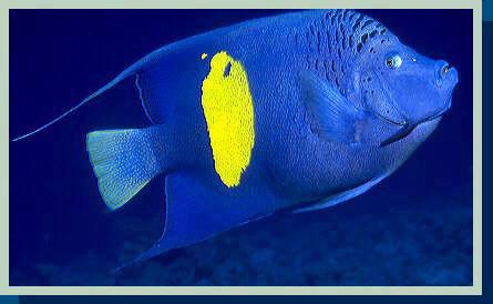 [photo of another moon angelfish (19Kb) ]
