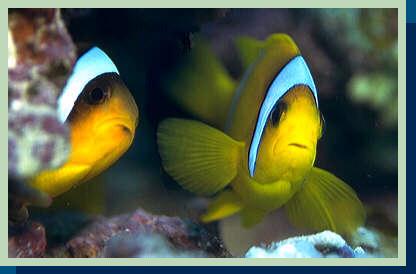 anmnfish.jpg (16832 bytes)