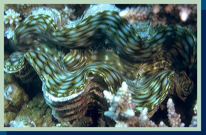 clam.jpg (30829 bytes)