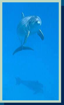 dolphin2.jpg (6521 bytes)