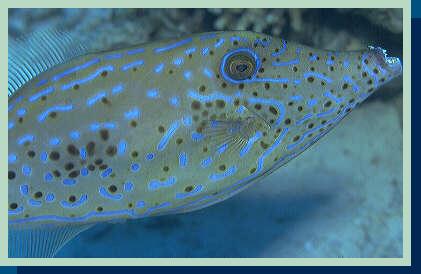 [photo of Scribbled filefish (19Kb)]