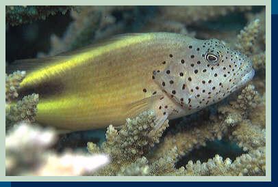 [photo of Forster hawkfish (21Kb)]