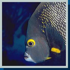 [photo of French angelfish (18Kb)]