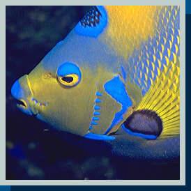 [photo of Queen angelfish (19Kb) ]