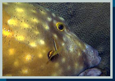 [photo of filefish (25Kb)]