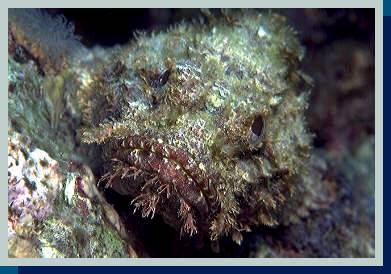[photo of scorpionfish (24Kb)]