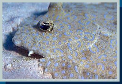 [photo of peacock flounder (27Kb)]