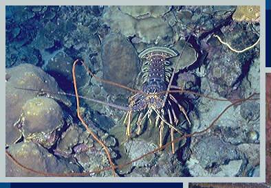 [photo of lobster (28Kb)]