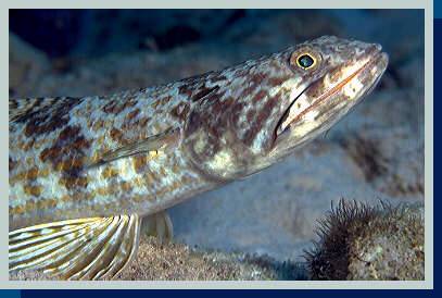 [photo of lizardfish (24Kb)]