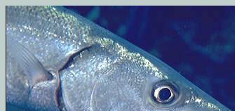 top photo of barracuda