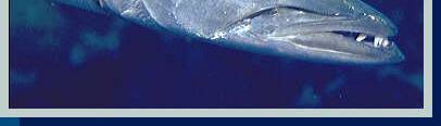 bottom photo of barracuda