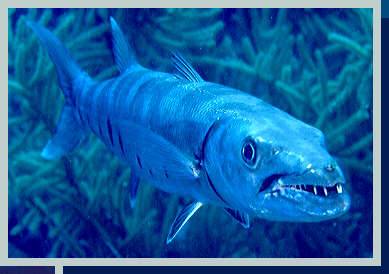 [photo of barracuda (17Kb)]