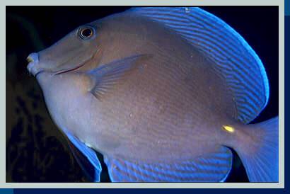 [photo of blue tang (24Kb)]