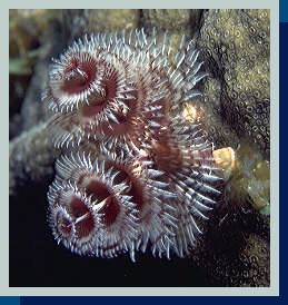 photo of tube worm 2 [14Kb]