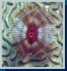 photo of tube worm 1 [18Kb]