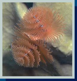 photo of tube worm 3 [11Kb]