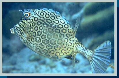 [photo of honeycomb cowfish (18Kb)]