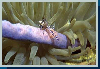 [photo of spotted cleanershrimp (18Kb)]