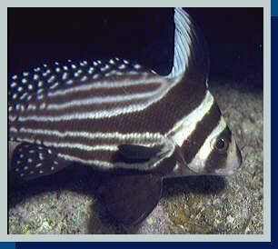 [photo of drumfish adult (15Kb)]