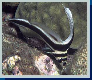 [photo of drumfish juvenile (18Kb) ]
