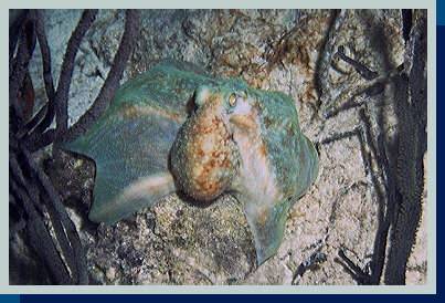 [photo of octopus (28Kb)]