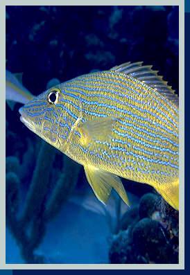 [photo of bluestriped grunt (24Kb)]