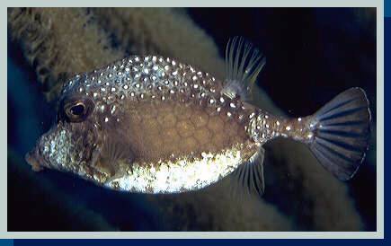 photo of trunkfish