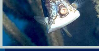 photo of trunkfish, bottom