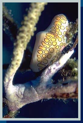 [photo of flamingo tongue (24Kb)]