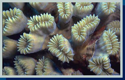 [photo of flower coral (18Kb)]