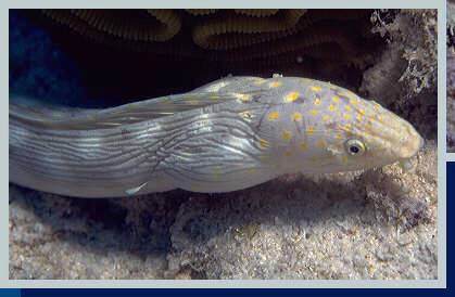 photo of sharptail eel