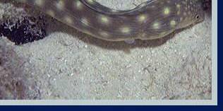 photo of sharptail eel, bottom