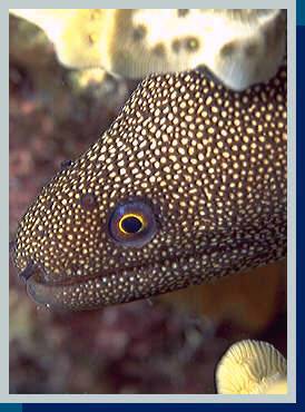 [photo of goldentail moray (22Kb)]