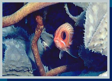 [photo of squirrelfish (18Kb)]