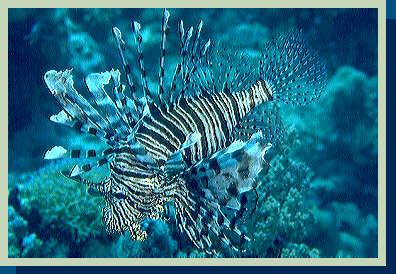 lionfish.jpg (32738 bytes)