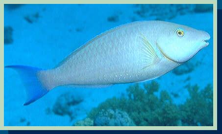 [photo of longnose parrotfish (16Kb)]