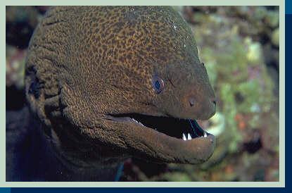 [another photo of Giant moray (20Kb)]