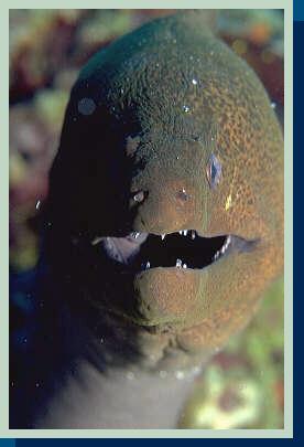 [photo of Giant moray (15Kb)]