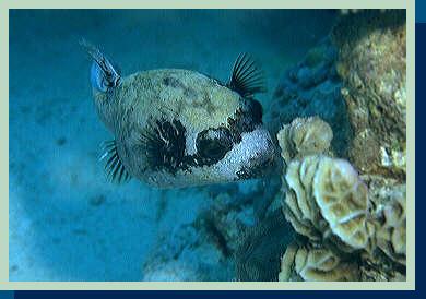 puffer.jpg (20666 bytes)