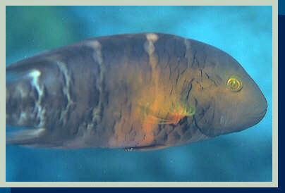 [photo of Redbreasted wrasse (13K)]