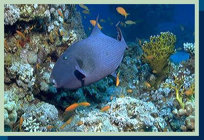 [photo of Blue triggerfish (36Kb)]